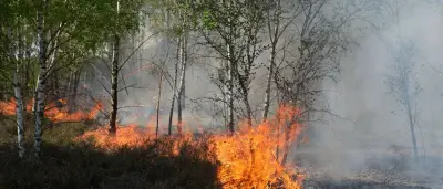 Waldbrand bei Jüterbog auf acht Hektar ausgeweitet – Feuerwehr hofft auf Regen