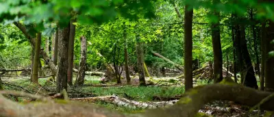 Waldbrandgefahr in Berlin: Umweltverwaltung mahnt zu rücksichtsvollem Verhalten