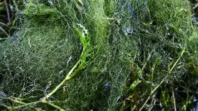 Wasserpest in Hessen: Mähboot gegen Pflanzenwuchs im Schiersteiner Hafen