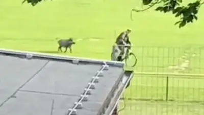 Wildschweine pflügen Fußballplatz in Hamburg um