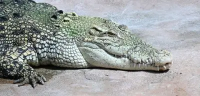 Wilhelma: Krokodil würgt Plastikmüll hervor – Tierschützer empört