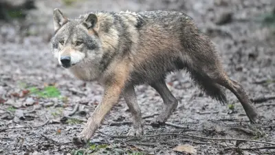 Wolf greift Kind in Italien an: Hund stirbt bei Schutz