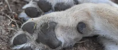 Wolf stirbt bei Unfall auf Landstraße in Drachhausen