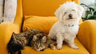 Wurmkur bei Hund und Katze: So oft ist eine Entwurmung nötig