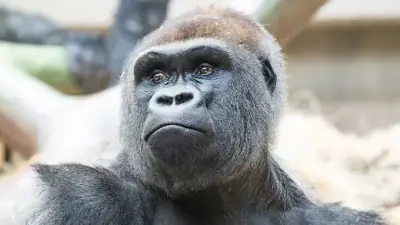 Zoo Basel: Gorilla tötet eigenes Baby durch unbeabsichtigten Biss