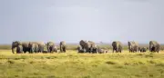 15 Elefanten in Kenia durch Cyanid in Tomaten vergiftet