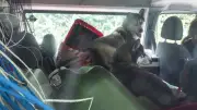 19 Huskys in Transporter gestapelt: Polizei befreit Hunde auf A7