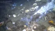 250 Jahre altes Schiffswrack mit Porzellanschatz vor Norwegen entdeckt