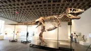 50,13 Mio. Dollar: T-Rex-Skelett „Gus“ bricht Auktionsrekord