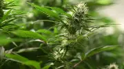 55 Kilo Cannabis gefunden: Zwei Menschen in U-Haft in Hirschstein