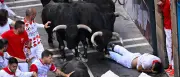 57 Verletzte bei Stiertreiben in Pamplona: Deutscher von Stier aufgespießt