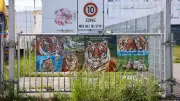 72-Jähriger stirbt nach Tigerangriff in Sachsen – Staatsanwaltschaft ermittelt