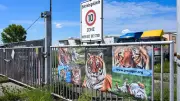 72-Jähriger stirbt zwei Monate nach Tigerangriff in Sachsen