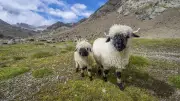97 Schwarznasenschafe in Schweizer Alpen durch Blitzschlag getötet