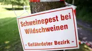 Afrikanische Schweinepest in Uckermark: Zwei neue Fälle bestätigt