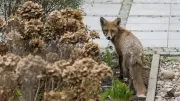 Aggressiver Fuchs in Berlin-Reinickendorf: Mehr Angriffe auf Hunde und Passanten