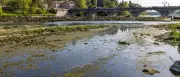 Algenplage in Italien: Gesundheitsrisiken an Stränden von Apulien bis Toskana