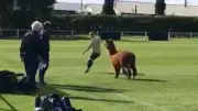 Alpaka stürmt Kreisliga-Spiel in England und sorgt für Chaos