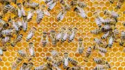 Alte Bienenstöcke in Oldenburg falsch entsorgt – Gefahr durch Amerikanische Faulbrut