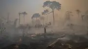 Amazonas-Waldbrände 2025: So wenig Regenwald brannte seit Jahrzehnten nicht