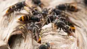 Asiatische Hornisse erstmals in Brandenburg entdeckt: Nest in Eisenhüttenstadt