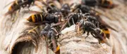 Asiatische Hornisse erstmals in Brandenburg entdeckt – Nest wird beseitigt