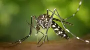 Asiatische Tigermücke in Deutschland: Experten warnen vor Mückenplage