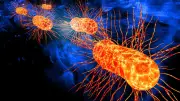 Badeverbot an beliebtem Teneriffa-Strand wegen E. coli-Bakterien