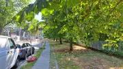Baumfällung in Charlottenburg: Bezirk ruft Polizei wegen Eskalation