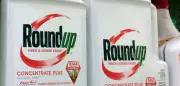 Bayer bündelt Glyphosatgeschäft in neuer US-Tochter Ruveon