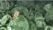 Über 2000 Jahre altes Schiffswrack vor Kalabrien entdeckt – Hunderte Amphoren an Bord