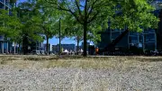 Berlin: 88.000 Straßenbäume gefällt – Ziel von 500.000 in Gefahr