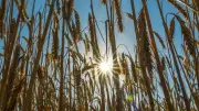 Berlin und Brandenburg: Temperaturen knapp unter 30 Grad, Unwetter drohen