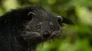 Binturongs als Haustiere: Warum die Haltung Tierleid verursacht
