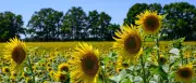 Bis zu 29 Grad: Sommerwetter für Berlin und Brandenburg