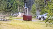 Bison-Angriff im Yellowstone: Carl (65) berichtet aus dem Krankenhaus