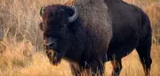Bison schleudert Tourist 2,4 Meter hoch: Schwer verletzt im Yellowstone