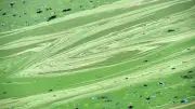 Blaualgen in Hessen: Badeverbot und Warnungen für mehrere Seen