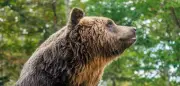 Bär bricht in Japan in Küche ein und plündert Kühlschrank
