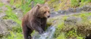 Bär dringt in Küche ein und durchwühlt Kühlschrank in Japan