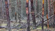 Brand im Müritz-Nationalpark: Glutnester werden weiter überwacht