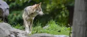 Brandenburg plant keine eigene Jagdzeit für Wölfe