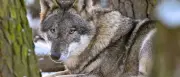 Brandenburg: Streit um Wolfsjagd-Regeln nach Bundesgesetz-Änderung