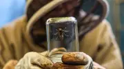 Brandenburger Imker warnt: Asiatische Hornisse bedroht Bienen