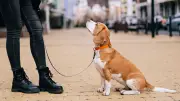 Bremen führt Hundeführerschein: Prüfung für Hundehalter ab Juli 2026 Pflicht