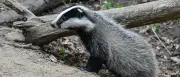 Bären-Alarm im Allgäu: Kotprobe entpuppt sich als Dachs-Hinterlassenschaft