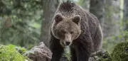 Bären-Sichtung in Österreich: Gemeinde Thiersee warnt vor Braunbär
