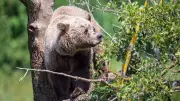 Bärenspuren im Allgäu: Behörden leiten genetische Untersuchung ein