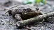 BUND-Report: Berlins Kleingewässer in schlechtem Zustand – Amphibien gefährdet