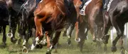 Dardanos gewinnt deutsches Galopp-Derby mit Rekordquote